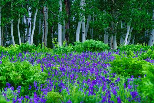 Larkspur and Aspen Tree Nature Landscape - Scenic views in forest with green foliage and bold blue-purple flowers. Summer in the mountains of Colorado, USA.