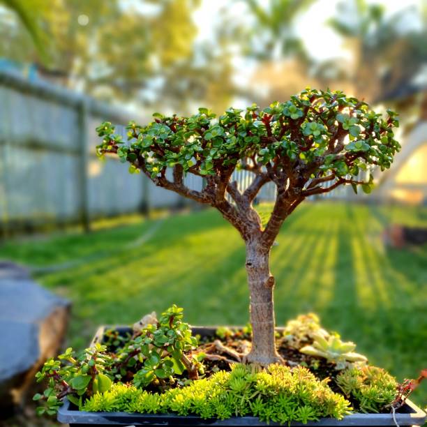 árbol De La Abundancia - Banco de fotos e imágenes de stock - iStock árbol De La Abundancia - Banco de fotos e imágenes de stock - iStock