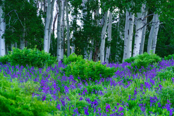 Larkspur and Aspen Tree Nature Landscape - Scenic views in forest with green foliage and bold blue-purple flowers. Summer in the mountains of Colorado, USA.