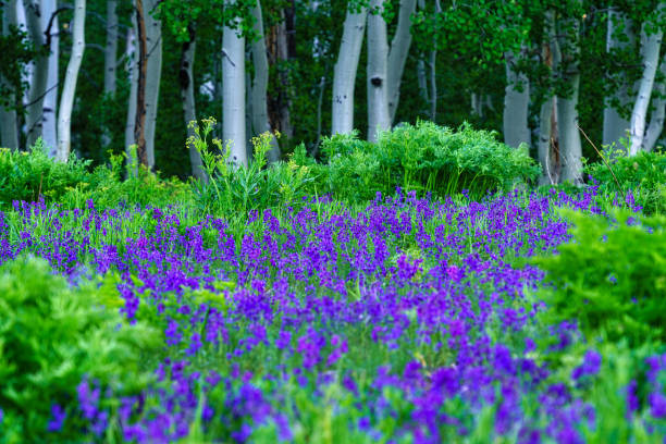istock Larkspur and Aspen Tree Nature Landscape 1251632428