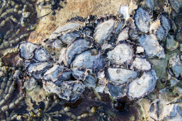 istock Sydney Rock Oysters 1251633214