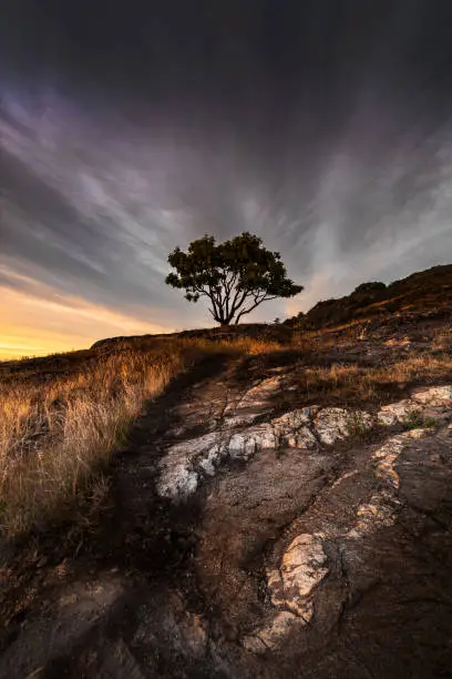 Lone tree on a hilltop at dusk.