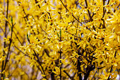 Bright yellow Forsythia bush flowers in the garden in spring season close up