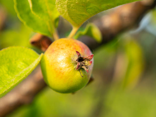 Young fruit of apple tree on a branch in the sun.