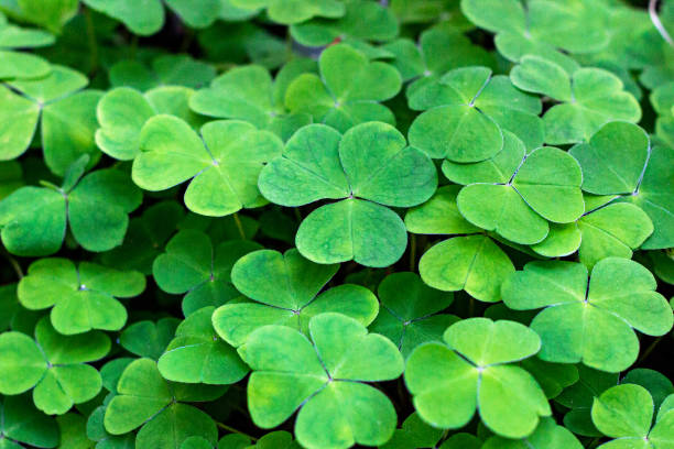 istock Green wild common wood-sorrel (Oxalis acetosella) as a background in the forest 1251639793