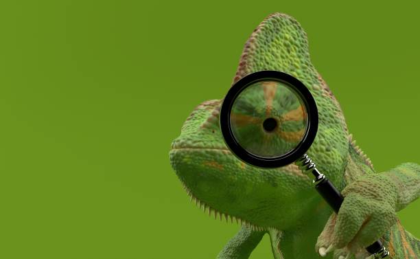 Chameleon is looking through a magnifying glass Chameleon is looking through a magnifying glass on green background. 3d illustration large eyes stock pictures, royalty-free photos & images