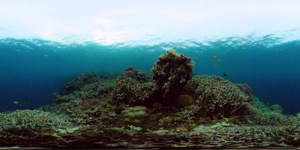 istock Coral reef with fish underwater 360VR. Panglao, Philippines 1251641454