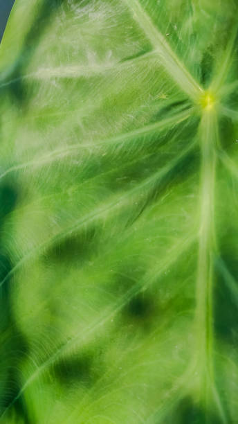 istock macro view of a big green leaf 1251641567