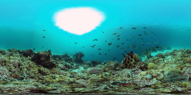 istock Coral reef and tropical fish 360VR. Panglao, Philippines 1251641664