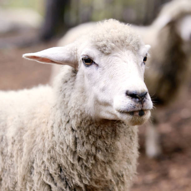 istock Sheep muzzle outdoors. Standing and staring breeding agriculture animal 1251643783