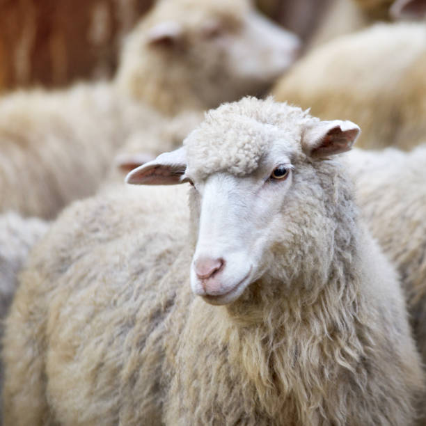 istock Sheep muzzle outdoors. Standing and staring breeding agriculture animal 1251644529