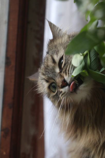 istock furry cat eating plant 1251644731