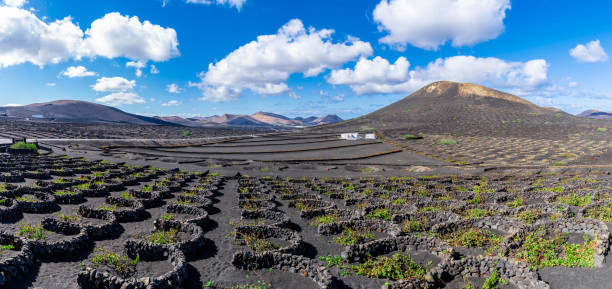 paysage avec la région des vignobles de la geria - lanzarote canary islands volcano green photos et images de collection