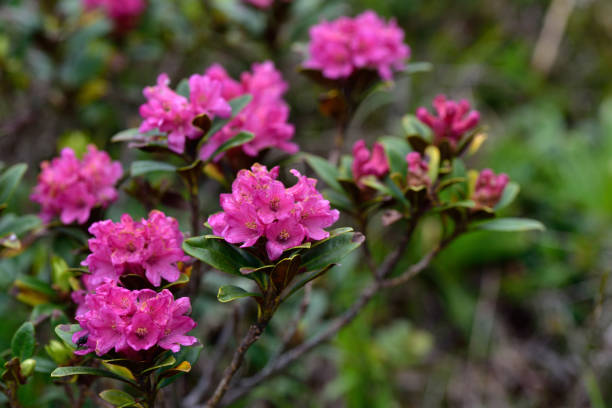 fiori di rododendro selvatico, "rhododendron", rosa delle alpi , wild rhododendron flowers in dolomites mountais - alpine upland foto e immagini stock