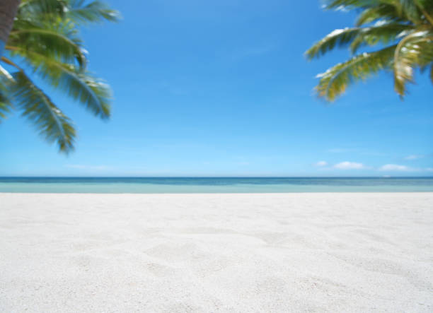 istock Tropical beach sand with palm tree copy space scene 1251649756