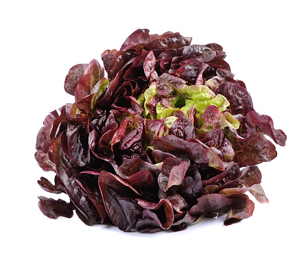 Red lettuce salad isolated on white backgrounds. Lifestyle