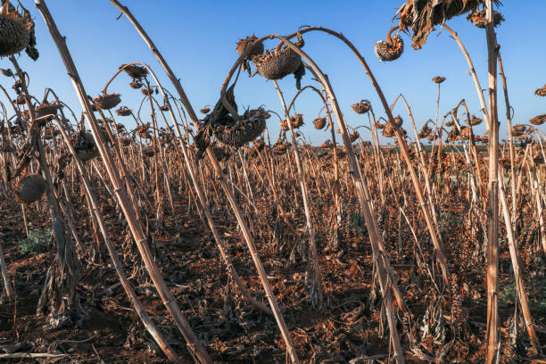 istock Dried sunflower field before harvesting. 1251650971