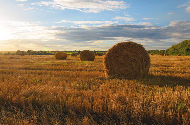 일몰 동안 필드에서 건초 더미 - wheat sunset bale autumn 뉴스 사진 이미지