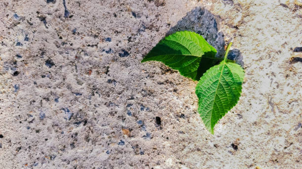 istock selective focus on green leaves on a rough background 1251651722