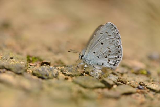 istock Butterfly larvae from the Taiwan 1251652514