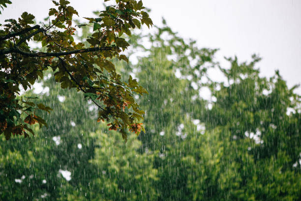 istock Pouring heavy rain outdoors with trees and green branches 1251652870