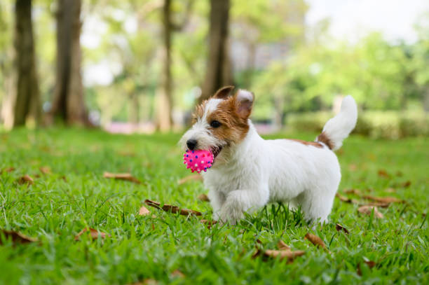 istock Jack Russell Terrier playing on the grass 1251653734