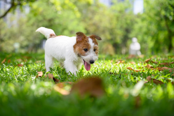 istock Jack Russell Terrier playing on the grass 1251653744