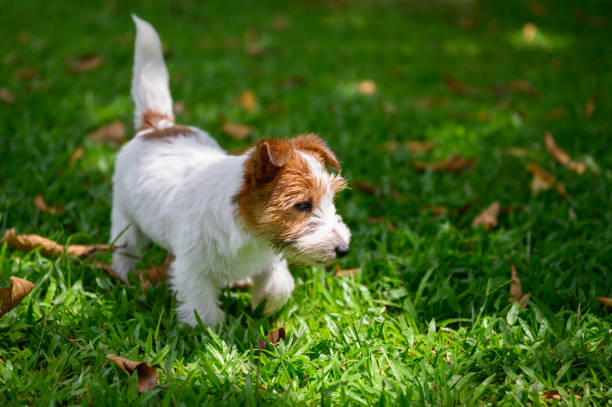 istock Jack Russell Terrier playing on the grass 1251653745