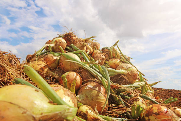 Agricultural bulb harvest, the harvested onions lie in a stack