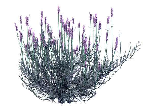 istock 3D illustration lavender flowers on white 1251655392