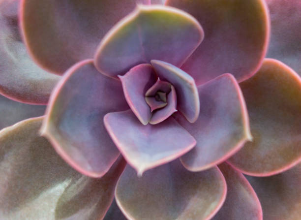 istock echeveria plant closeup 1251656780