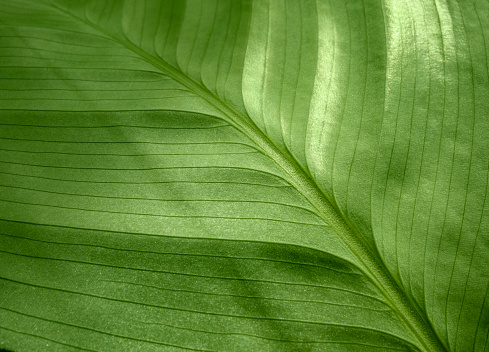 full frame macro shot of a green leaf