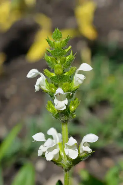 White bigflower selfheal - Latin name - Prunella grandiflora Alba