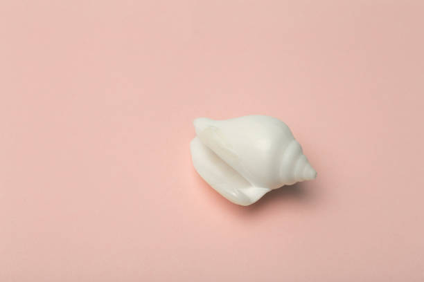 istock Background  pink color with seashells. Sea and ocean background with white shell. Copy space 1251659333