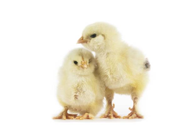 istock Domestic Chicken, Chicks against White Background 1251660373