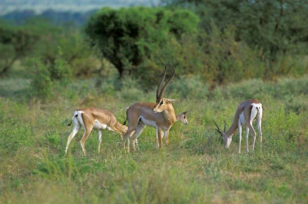 istock Grant's Gazelle, gazella granti, Herd, Kenya 1251660390