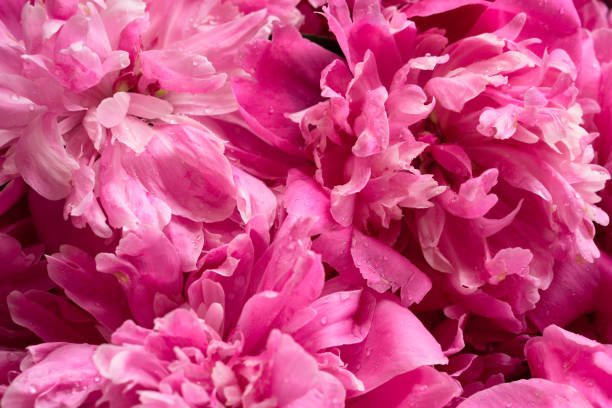 istock Flat lay pink pion  blooming  flowers brunch 1251660772
