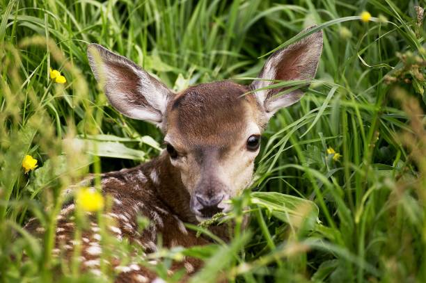istock Red Deer, cervus elaphus, Fawn laying on Long Grass 1251661782