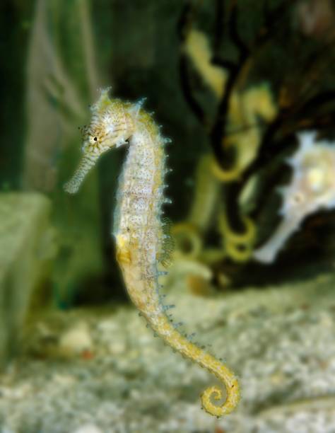 istock Spotted Seahorse, hippocampus kuda 1251661832
