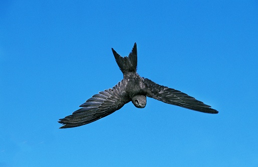 Common Swift, apus apus, Adult in Flight against Blue Sky