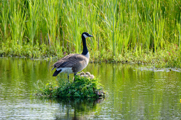 Canada Goose on her nest with two recently hatched chicks, A nest built on the water, soft yellow goslings,