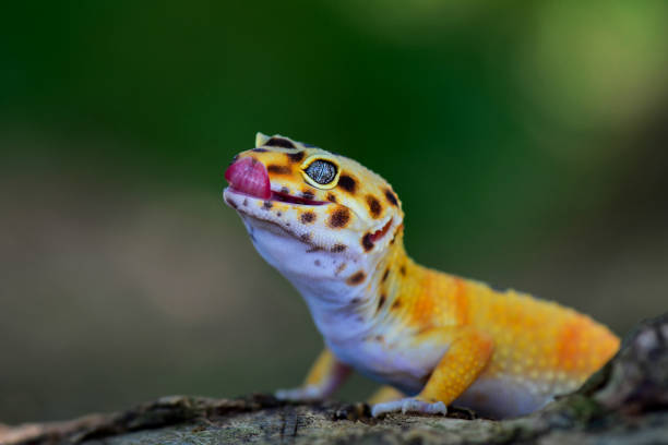 istock Gecko lizard on a branch in tropical garden 1251663154