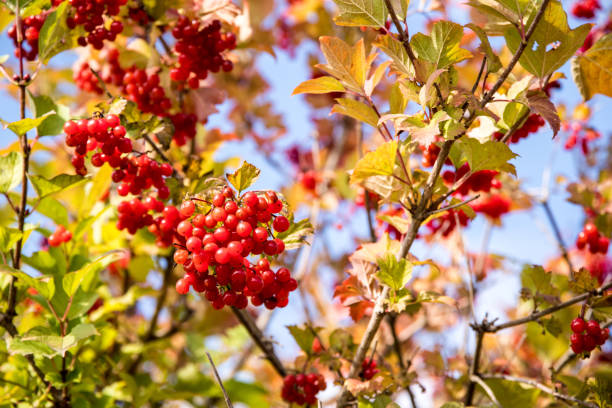 istock Birdberries in bright red in front of blue sky 1251663211