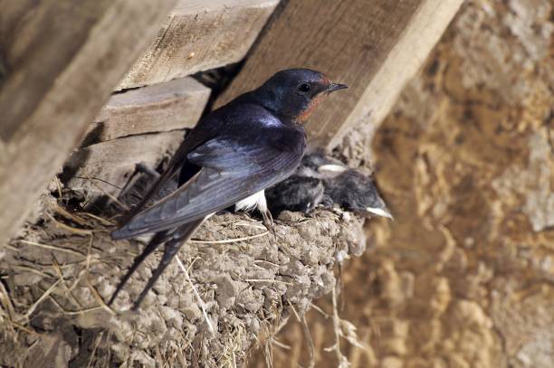 Barn Swallow, hirundo rustica, Adult with Chicks at Nest, Normandy