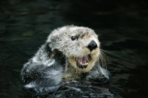 Sea Otter, enhydra lutris, Adult Grooming, California Sea Otter, enhydra lutris, Adult Grooming, California sea otter stock pictures, royalty-free photos & images