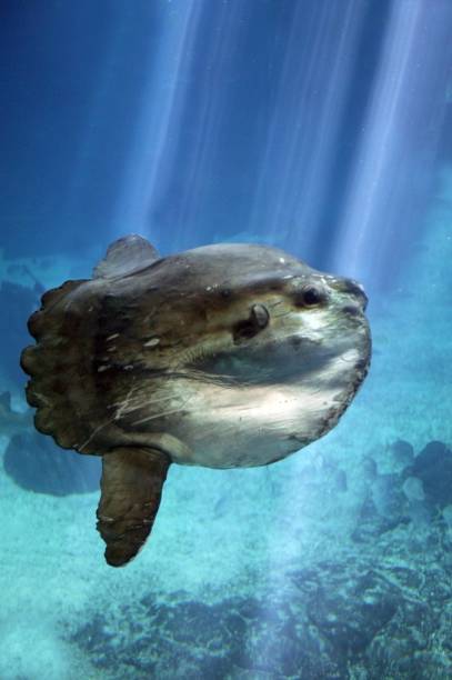 istock Sunfish, mola mola, Adult 1251663283
