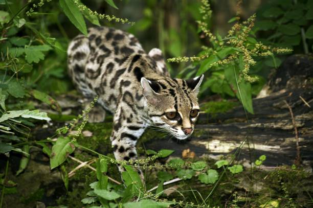 istock Margay Cat, leopardus wiedi, Adult 1251663292