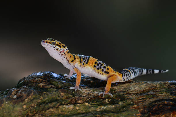 istock Gecko lizard on a branch in tropical garden 1251664501