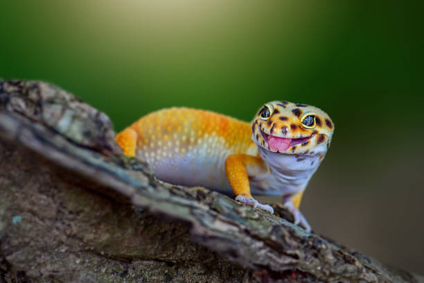 istock Gecko lizard on a branch in tropical garden 1251664502