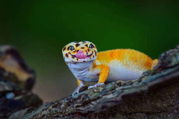 Gecko lizard on a branch in tropical garden Gecko lizard on a branch in tropical garden tokay gecko stock pictures, royalty-free photos & images